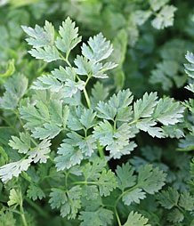 Just Seed Herb - Chervil Massa - Anthriscus cerefolium - 200 Seeds - Small Garden Pack