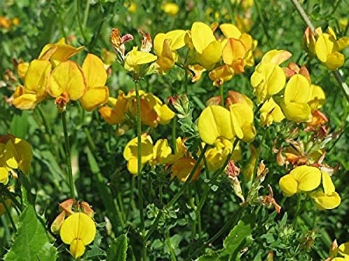 Stk - 30x Kreta Hornklee Lotus creticus Klee Blume Pflanzen - Samen A306 - Seeds & Plants Shop by Ipsa