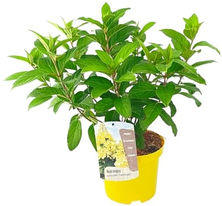 Plant in a Box - Ortensia hydrangea 'Candlelight' - Ortensia resistente all'inverno - ⌀19 cm - Altezza 25-40 cm