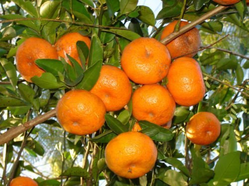 Resistente al frío 25+ MANDARINA mandarina árbol Agrios (25+ semillas frescas)