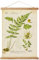 Vintage Farn Poster Aufhänger Rahmen Retro Stil Wandkunst Drucke Gedruckt auf Leinen mit natürlichen Holzrahmen Wandbehang Dekor