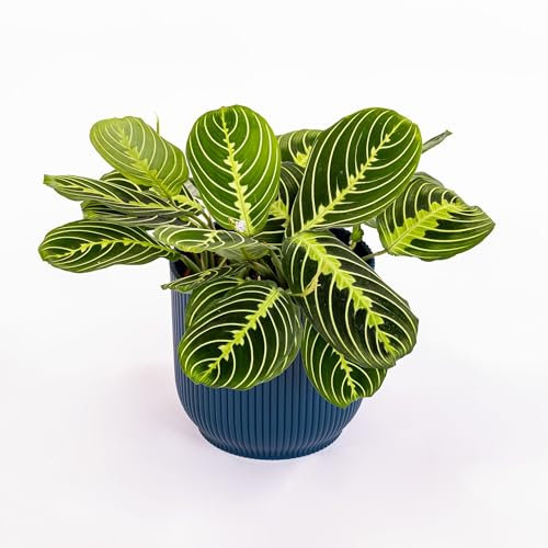 Pianta vera di Maranta leuconeura Lemon Lime - Diametro Vaso Ø 12 cm