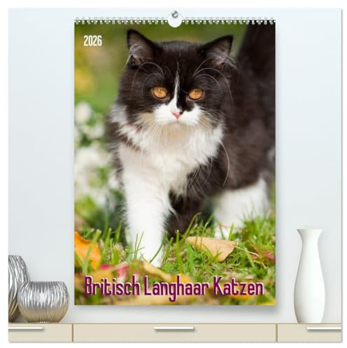 Britisch Langhaar Katzen (hochwertiger Premium Wandkalender 2026 DIN A2 hoch), Kunstdruck in Hochglanz (CALVENDO Tiere)