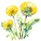 GRAZDesign Blume Wandtattoo Pusteblume - Löwenzahn gelb Wandaufkleber Wohnzimmer Schlafzimmer Flur - Aufkleber selbstklebend - 57x57cm