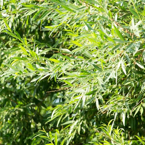 5 pcs Trauerweide Baum Samen, Immergrüne Pflanzen Winterhart Trauerweide Samen, Salix babylonica, Bäume Kaufen Nachhaltigkeit Geschenke bonzai bäume, stauden winterhart mehrjährig