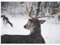 Wilder Hirsch im Schnee Wandkunst Poster Drucke Tier-Leinwandgemälde Wandbilder für Wohnzimmer Heimwanddekoration 50 x 70 cm ohne Rahmen