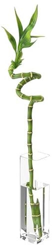 Bambú de la Suerte PREMIUM Planta para Decorar Casa y Jardín