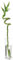 Bambú de la Suerte PREMIUM Planta para Decorar Casa y Jardín