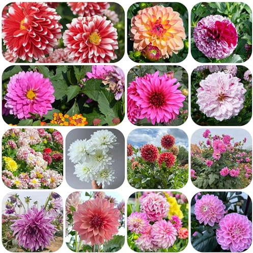 semillas de dalia resistentes - plantas perennes perenne resistente, plantas de jardín resistentes, semillas de prado de flores perennes resistentes, Serie Plantas Raras- semillas 70pcs