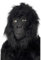 Smiffy's 22096 Gorillamaske, Einheitsgröße