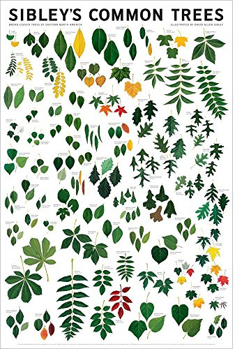 Picture Peddler Sibley's Common Trees of Eastern North America Ash Beech Oak Maple Pine 24x36