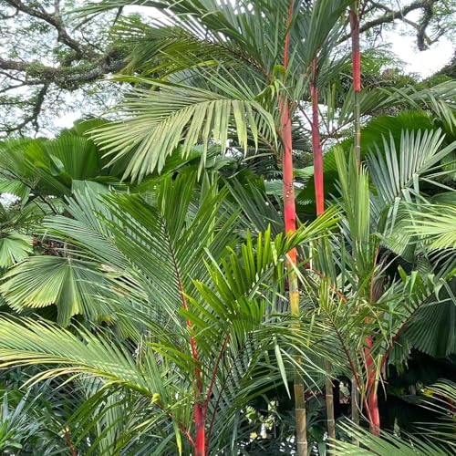 5 pcs palmensamen winterhart samen winterfeste pflanzen für balkon palme geschenk pflanzenkübel hochbeete für garten topfpflanzen draußen winterhart zimmerpflanze exotische pflanzen
