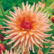 3 Dahlienknollen 'Cactus Zalm' - Extra-Großpackung - Rote Kaktus-Dahlien für Garten, Beete & Kübel - Gartenfertige Blumenzwiebeln