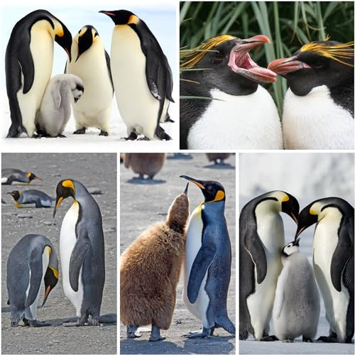 Edition Colibri PINGUINE Lentikular-Postkarten mit 3D- und Wackeleffekt (Flip) von mehreren Pinguinarten