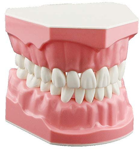 DENTALMALL Zahnputz-Modell, Zähne, Typodont, Muster, sichtbar, Anatomie, Demonstration, Lehr, Standardgröße, 1 Stück