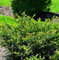 Eibe Renkes Kleiner Grüner® 15-20cm - Taxus baccata
