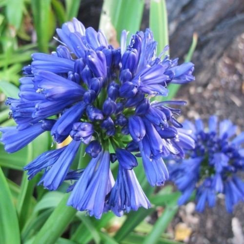 25+ AGAPANTHUS BLU giglio della SEMI NILE FIORE/PERENNE