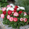 Bellis Plug Plants. 'Habanera Mixed'. English Daisy. Winter Bedding Flowers. Bedding Plant x 6. Available from Bedwen Plants