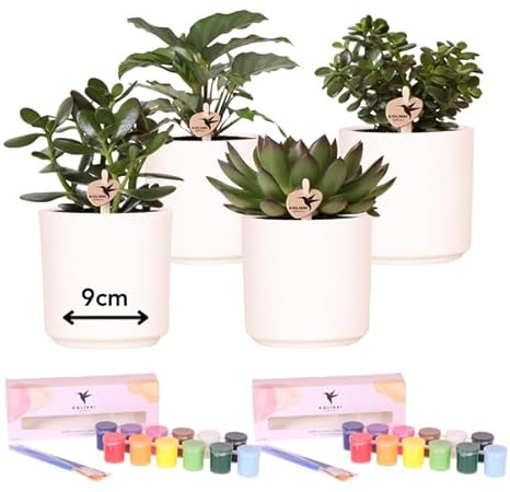 DIY Blumentopf-Bemalset mit Sukkulenten – Malset für 4 Personen – Inkl. 4 Deko-Töpfe, 4 Mini-Sukkulenten, 24 Farben & Pinsel – Kreatives Geschenk-Set