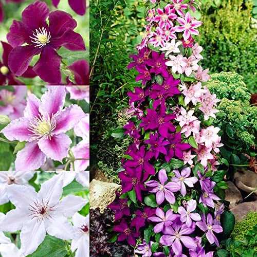 Clematis Tricilor Kollektion (3 Pflanzen), Mix von 3 Sorten, 1 von jeder Farbe, Winterhart und Mehrjährig, Stauden aus Holland (kein Samen, Zwiebeln und nicht künstlich), Weiß-Rot-Rosa-Violett Farben