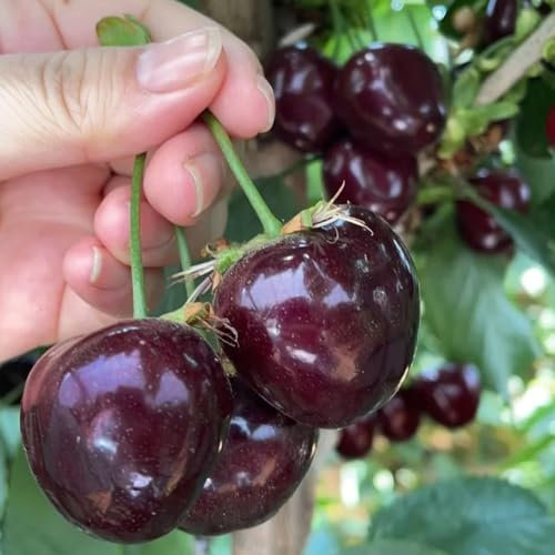 20 piezas Semillas de cerezo, semillas de frutas. Comprar árboles frutales regalos para los amantes del jardín Comprar semillas de cerezo Plantar flores en macetas, árboles bonsái