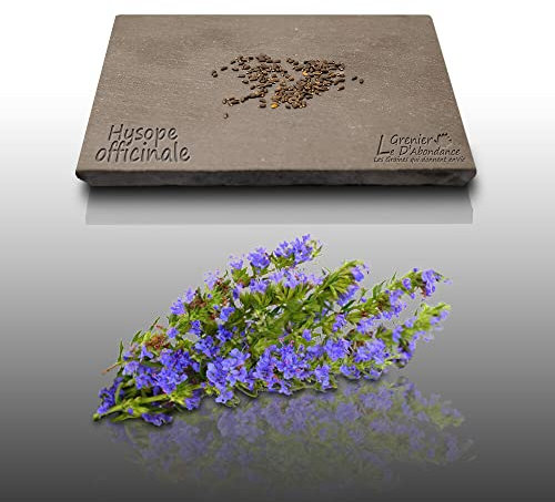 100 graines Aromatiques à semer - Le Grenier d'Abondance - HYSOPE Officinale - Hyssopus