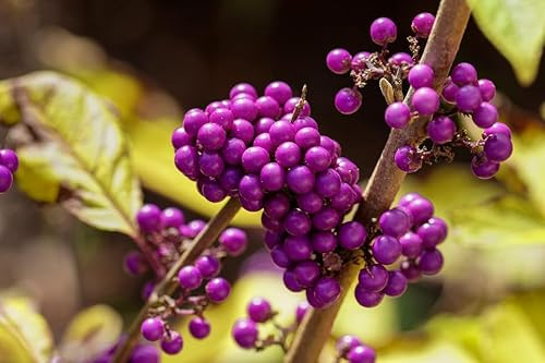Callicarpa bodinieri Profusion – Purpurbeeren-Strauchca. 45 cm – Zierpflanze für Garten, Terrasse & Balkon