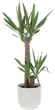 KENTIS - Yucca - Tronchetto della Felicità - Piante Vere Grasse Succulente da Interni - Pianta Ornamentale da Appartamento - H 80-90 cm Vaso Ø 19 cm
