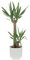 KENTIS - Yucca - Tronchetto della Felicità - Piante Vere Grasse Succulente da Interni - Pianta Ornamentale da Appartamento - H 80-90 cm Vaso Ø 19 cm