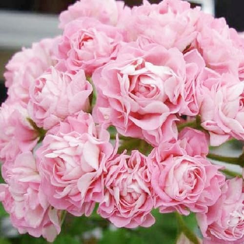 600 Stück rosa Geraniensamen, Blumenpflanze, Büro, Bonsai, Hausgarten, Balkon, Dekoration, Blumensamen, Obstsamen, Grassamen, Kräutersamen, Sprossensamen, Baumsamen Geraniensamen 600 Stück