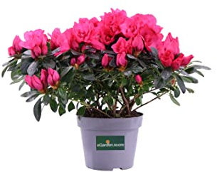 Pianta vera di Azalea Japonica da fiore vari colori pianta fiorita ornamentale da arredo esterno o interno venduta da eGarden.store (Fucsia)