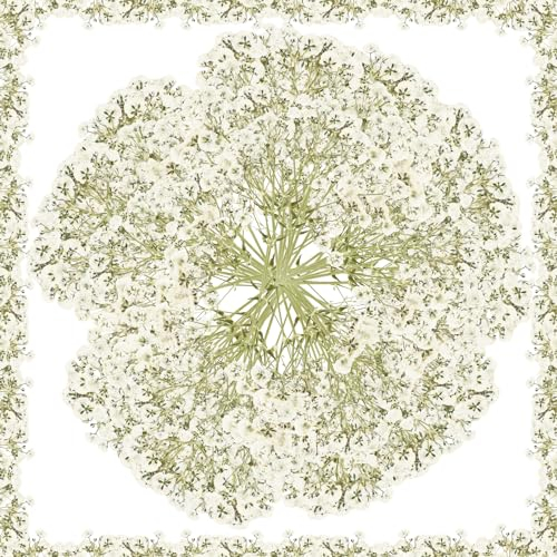 Jognee 100 Stück Weiße Getrocknete Blumen,Klein Baby’s Breath Blumen,Echte Natur Trockenblumen,Schleierkraut Getrocknet für DIY Kerze Harz Schmuck Nagel Kunst Basteln Hochzeitseinladungskarte Party