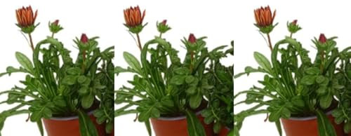 Pack de 3 plantas Gazania, 15-20 cm. Planta perenne con flores brillantes en tonos naranja, rojo y amarillo, resistente al sol. Segura Garden.