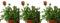 Pack de 3 plantas Gazania, 15-20 cm. Planta perenne con flores brillantes en tonos naranja, rojo y amarillo, resistente al sol. Segura Garden.