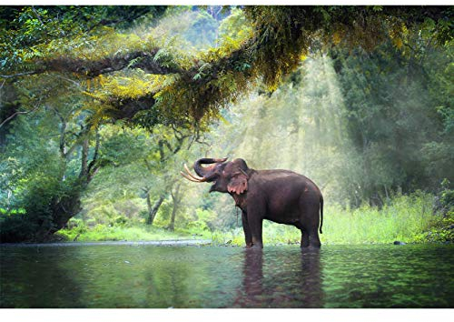 Fototapete Wand Elefant im Wald von Thailand | Verschiedene Maße 600 x 300 cm | Dekor Esszimmer, Wohnzimmer, Zimmer ...