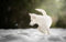 LHJOYSP puzze 1000 Welpen Seifenblase Hund 75x50cm