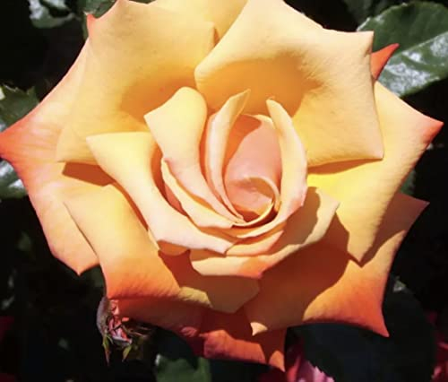 'Remember Me' Potted Rose - Large Deep Copper Blooms - Lovely Gift Idea - Hybrid Tea Rose - Bereavement Rose - 4 Litre Pot