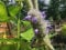 Saatgut : Agastache rugosa Duftnessel - Insektenfreundlich, lange Blütezeit