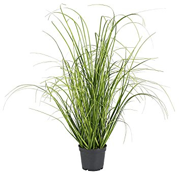 Gasper Kunstpflanze Grasbusch im Kunststofftopf, Farbe: Grün, in der Höhe: 50 cm, 104093-00