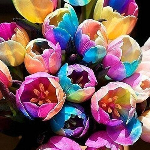 Regenbogen-Tulpe-Samen, Topf Tulip Blumensamen, Blumensamen von seltenen Arten, 100 Partikeln / bag