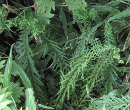 Dres DAGGER FERN 1022 Sporen (SEEDS) UNIQUE kreuz und quer wedel, HARDY FERN