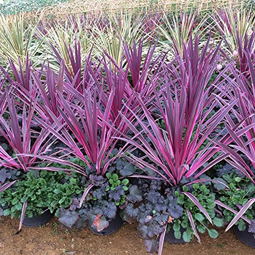 2 x Cordyline Pink Passion in a 9cm Pot - 15-30cm in Height - Evergreen Ornamental Grass Shrub