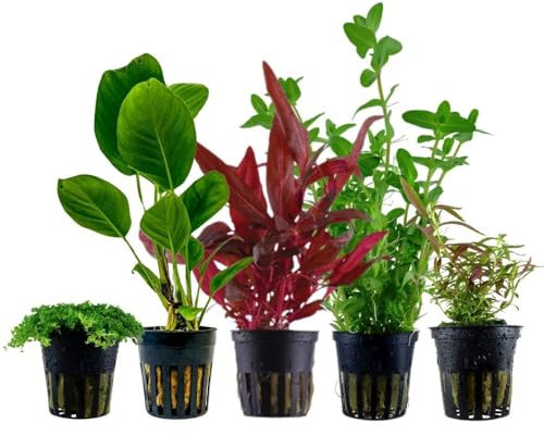 AquaOne Aquarium Pflanzen I 5x Wasserpflanzen I Einsteiger Aquarienpflanzen I Alternanthera Anubias Bacopa Hydrocotyle I Set mit 5 Aquariumpflanzen