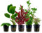AquaOne Aquarium Pflanzen I 5x Wasserpflanzen I Einsteiger Aquarienpflanzen I Alternanthera Anubias Bacopa Hydrocotyle I Set mit 5 Aquariumpflanzen