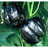 Heirloom Heritage Sweet Bell Pepper Seeds. Dark Purple Beauty. Certified Organic Grower