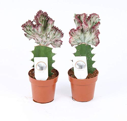 EUPHORBIA Lactea CRISTATA 20 cm ROT Zimmerpflanze Kakteen Sukkulent Kammartig Wellenartig Einzigartig unikat