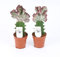 EUPHORBIA Lactea CRISTATA 20 cm ROT Zimmerpflanze Kakteen Sukkulent Kammartig Wellenartig Einzigartig unikat