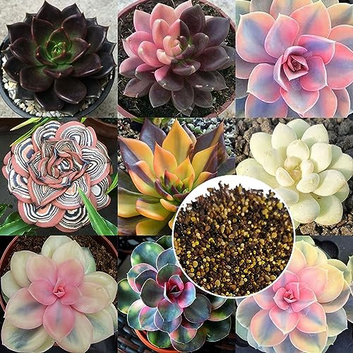 PERZOE Semi di piante grasse rare miste da 100 pezzi, decorazioni per bonsai perenni con balcone da giardino Semi succulenti 100pcs