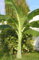 Aachondra New fresh 10pcs Semillas de árboles de plátano verde