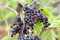 Sambucus nigra 'Haidegg 17' 40-60 cm - Schwarzer Holunder, weiße Blüten, Blütezeit Mai-Juni, ideal für Hecken, bienenfreundlich, winterhart